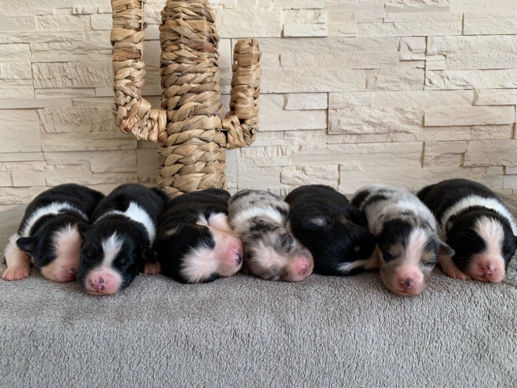 chiot Berger Australien Des Bergers D'Occitanie